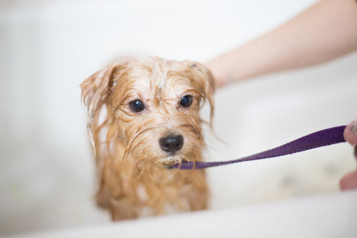 A Step-by-Step Guide to Bathing Your Dog