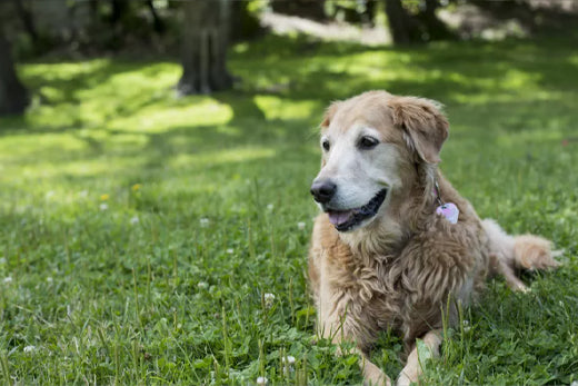 How Adopting a Senior Dog Changed My Life for the Better