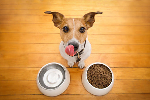 Grain-Free Dog Food: Myth or Reality?