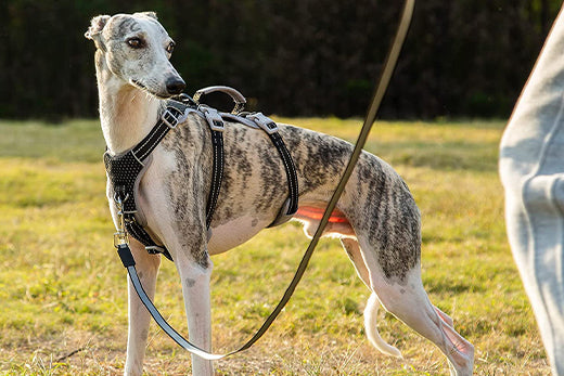 Teaching Your Dog to Walk on a Leash Without Pulling