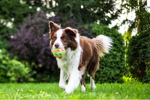The Benefits of Regular Exercise for Your Dog's Physical and Mental Health