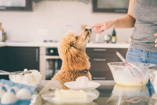 The Pros of Homemade Dog Food: Is it Right for Your Pet?