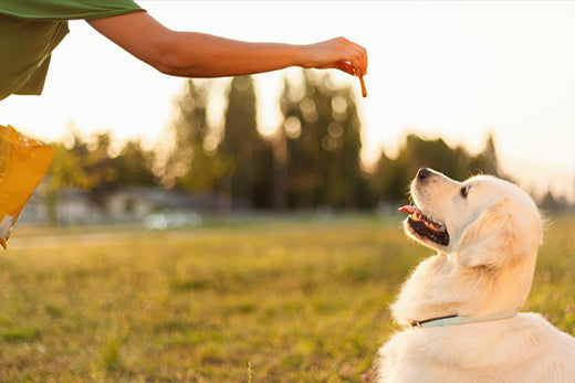 Positive Reinforcement Techniques for Training Your Dog