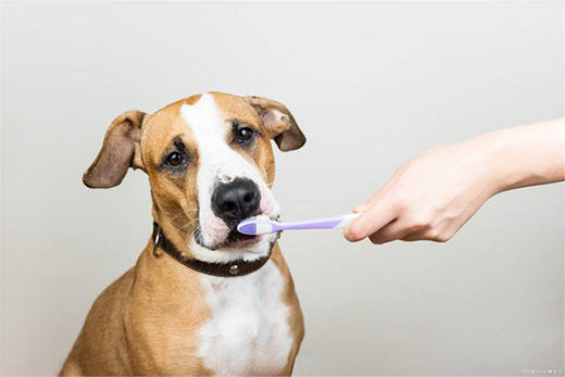 Regular brushing, bathing, and nail trimming to keep your dog clean and healthy