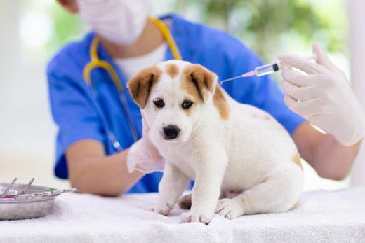 Make sure your dog is up-to-date on vaccinations and receives preventive care like flea and tick treatments