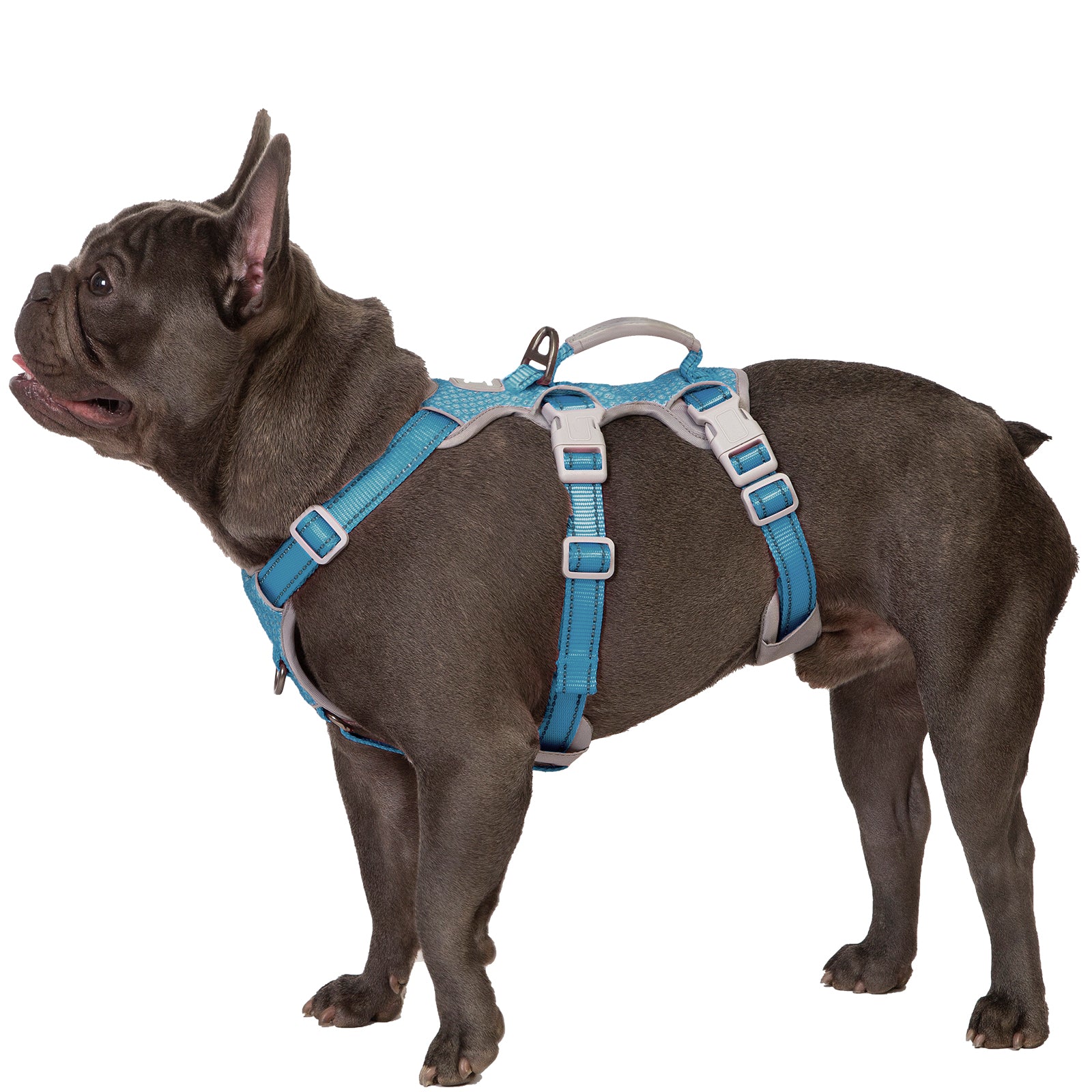 Escape Proof and No Pull Dog Harness Teal